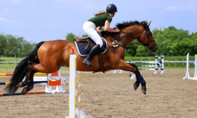 Les équipements indispensables pour commencer l’équitation